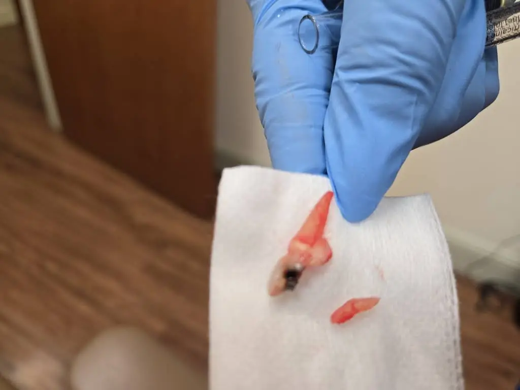 My Emergency Dental