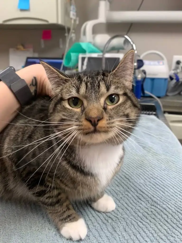 Atlanta Veterinary Dentistry