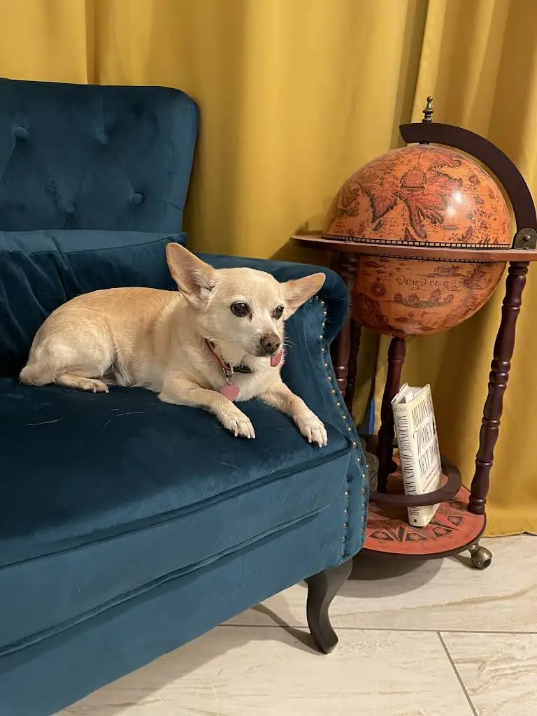 Atlanta Veterinary Dentistry
