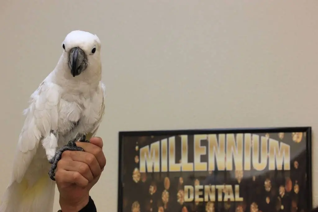 Millennium Dental