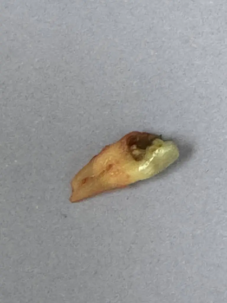 Dentalhome Georgia