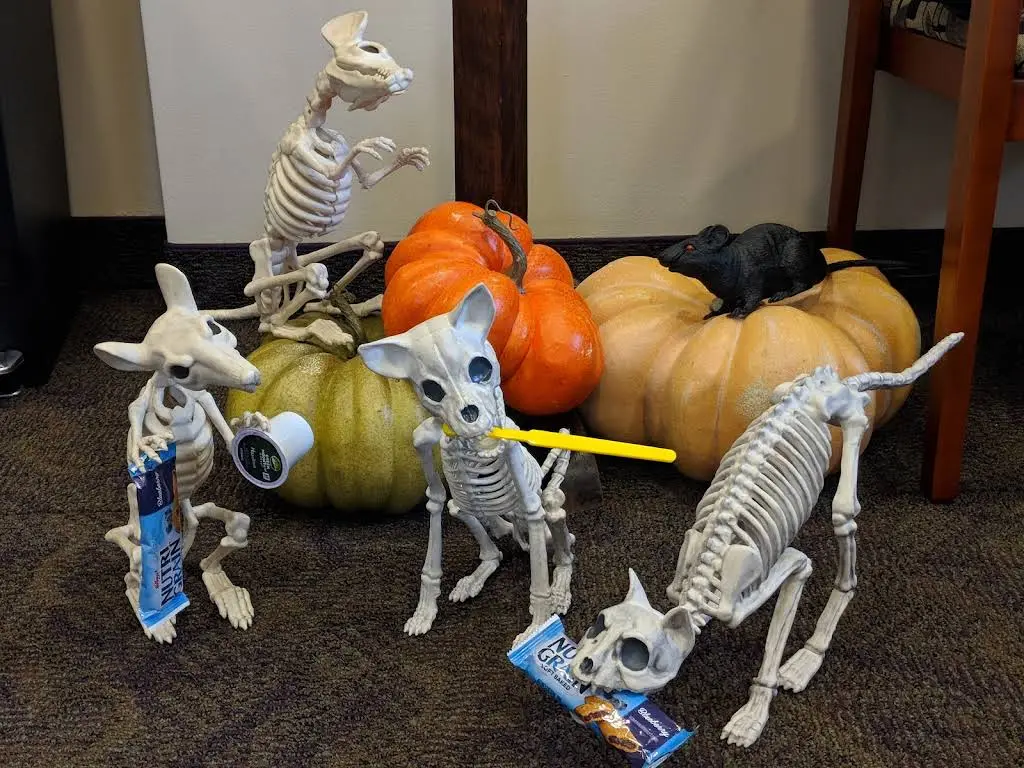 Bowers Orthodontic Specialists