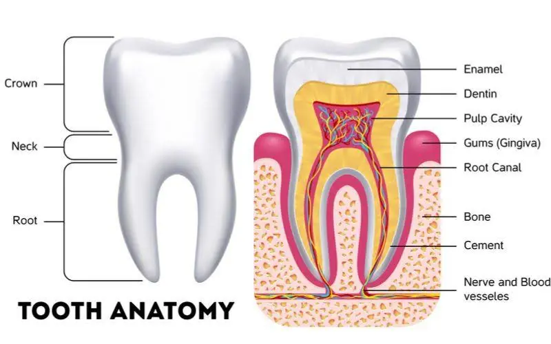 North & Western Dental Clinic