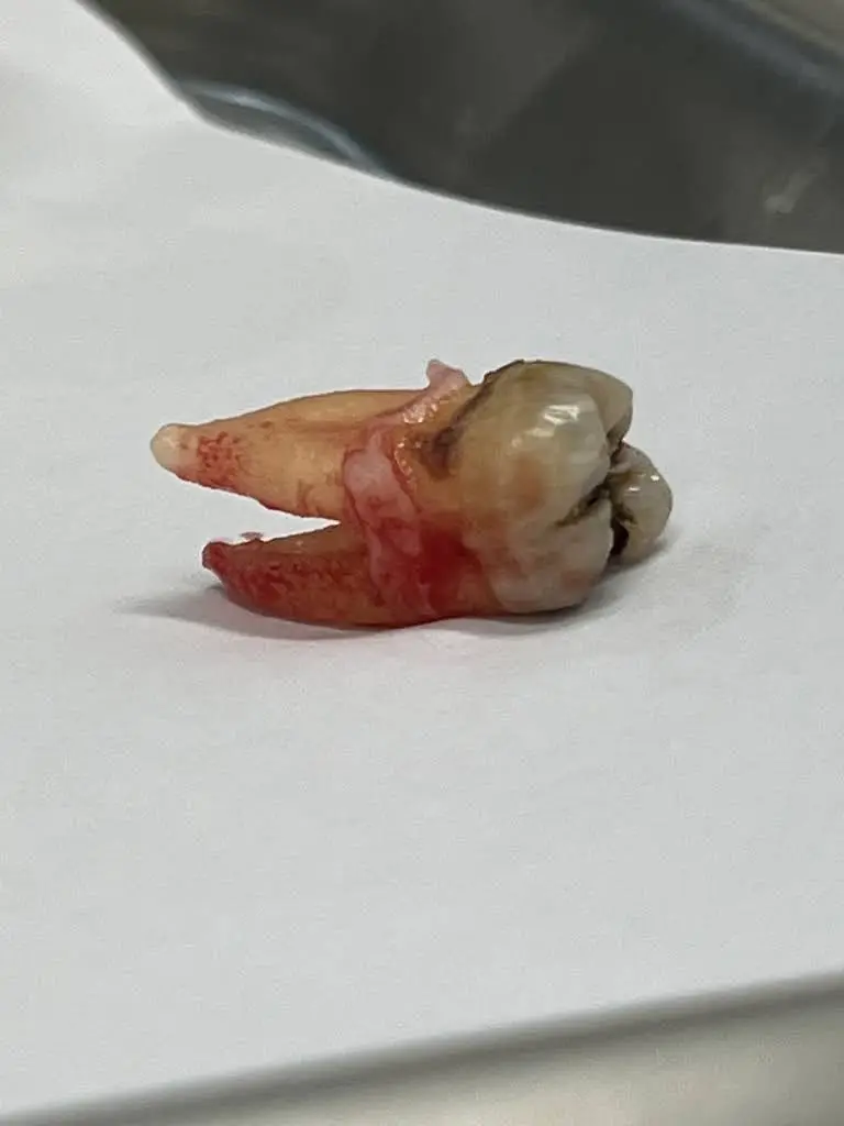 Archer Dentistry - Chicago