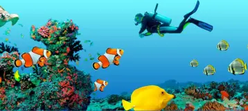 Ocean Dental