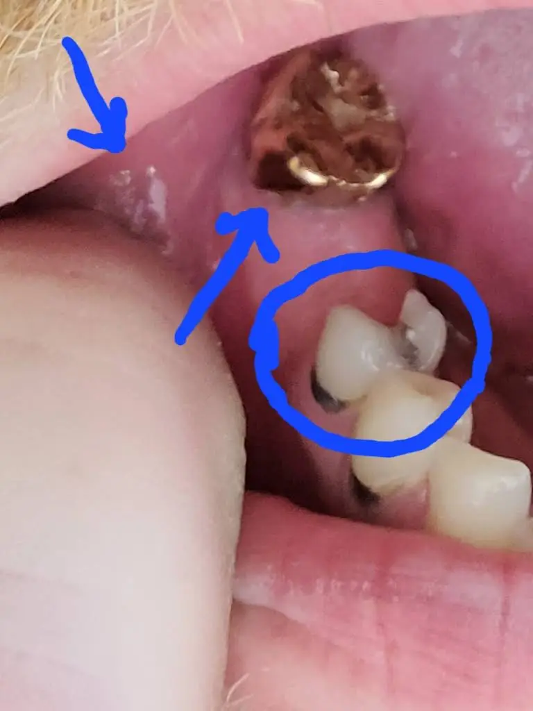Dental Dreams-Machesney Park
