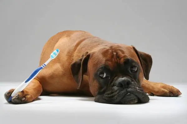 Montgomery Dental MD