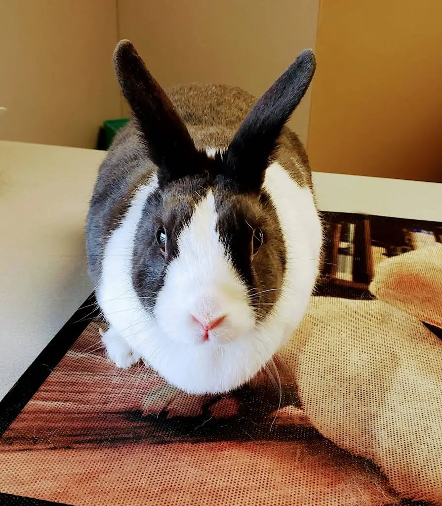 Milwaukee Walk In Vet Clinic