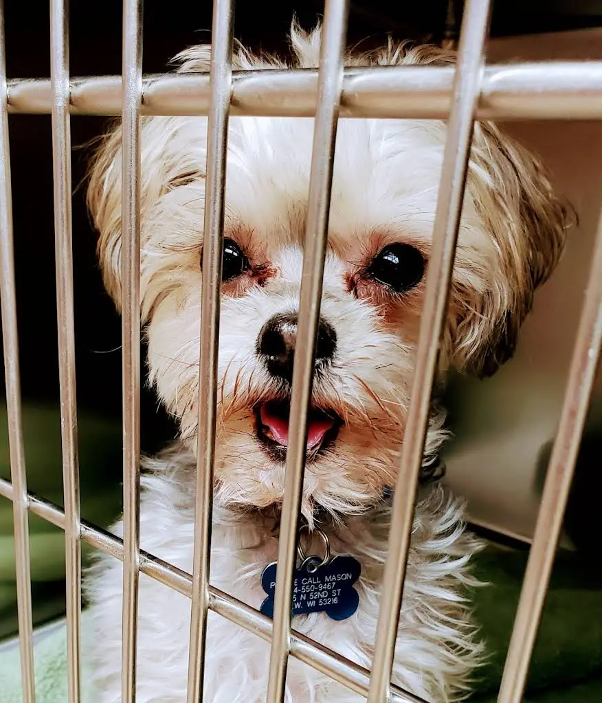 Milwaukee Walk In Vet Clinic