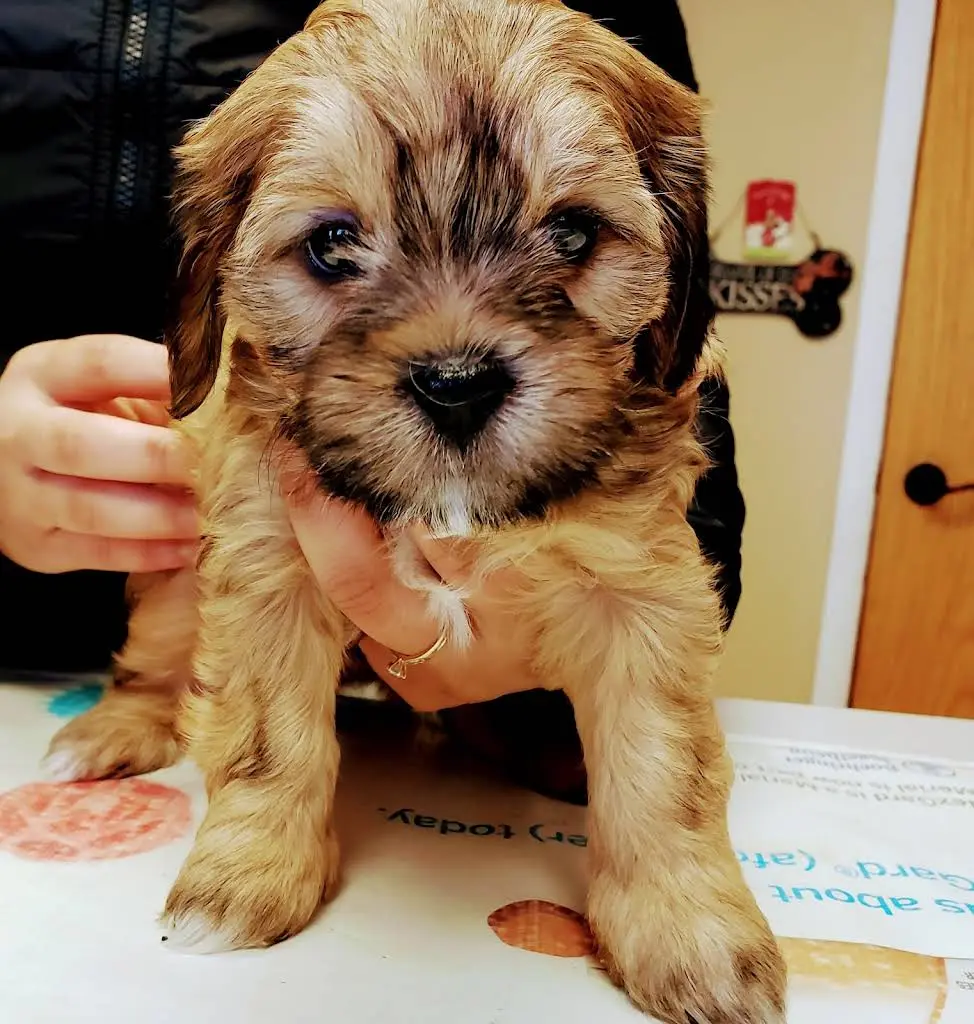 Milwaukee Walk In Vet Clinic