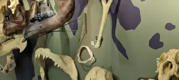 32 Gentle Dental
