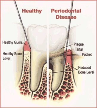 THOMAS C KELLEY DDS MSD