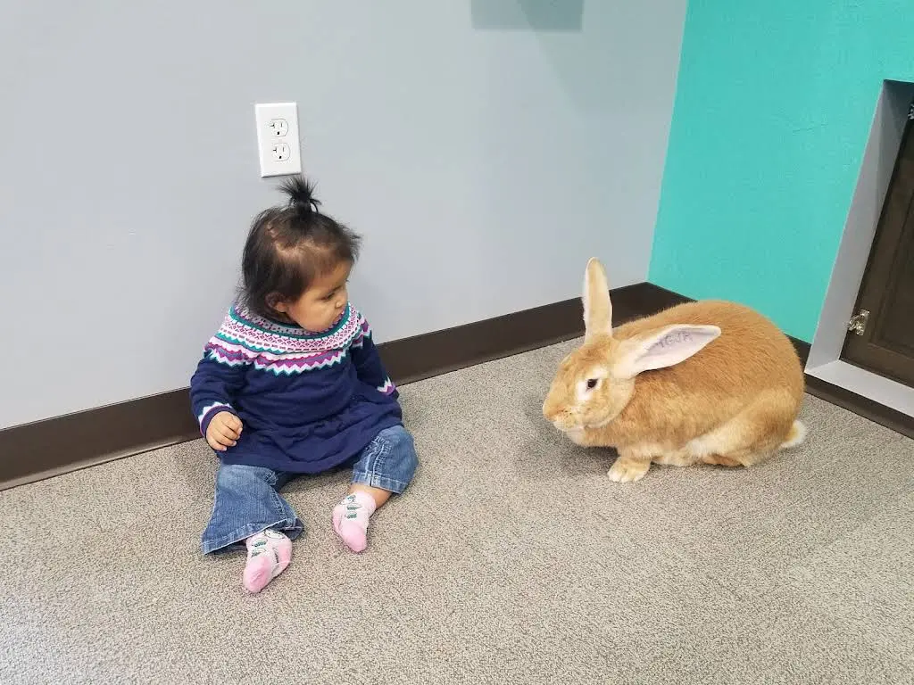 Little Critter Pediatric Dentistry