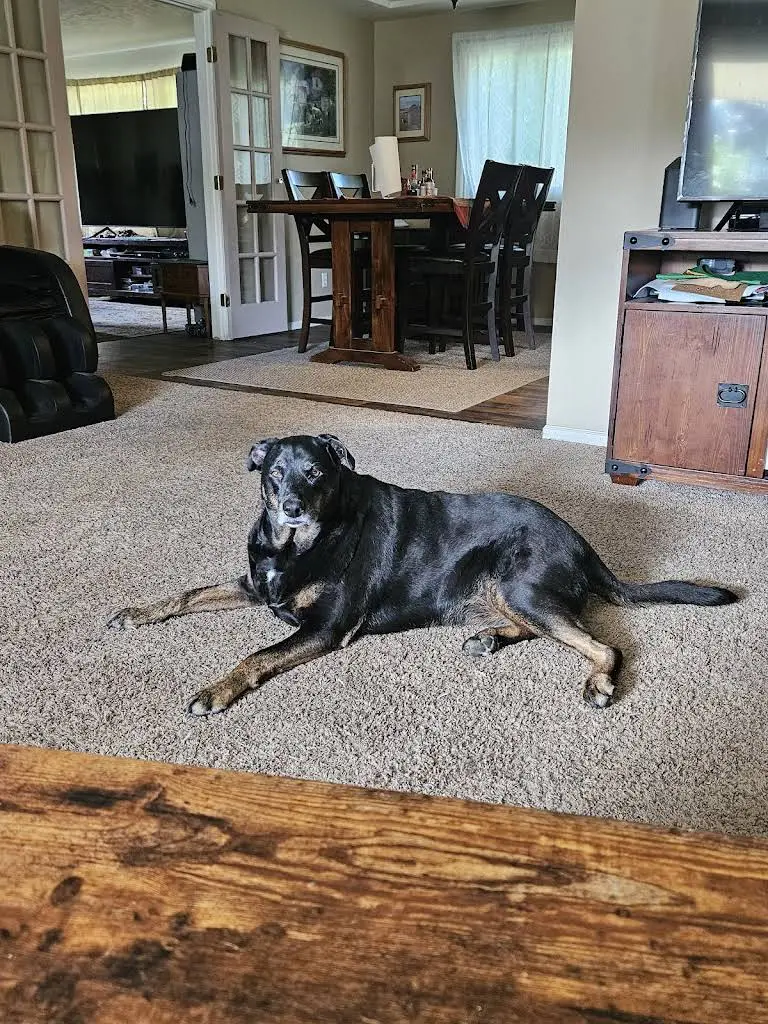 Elevated Pet Dentistry