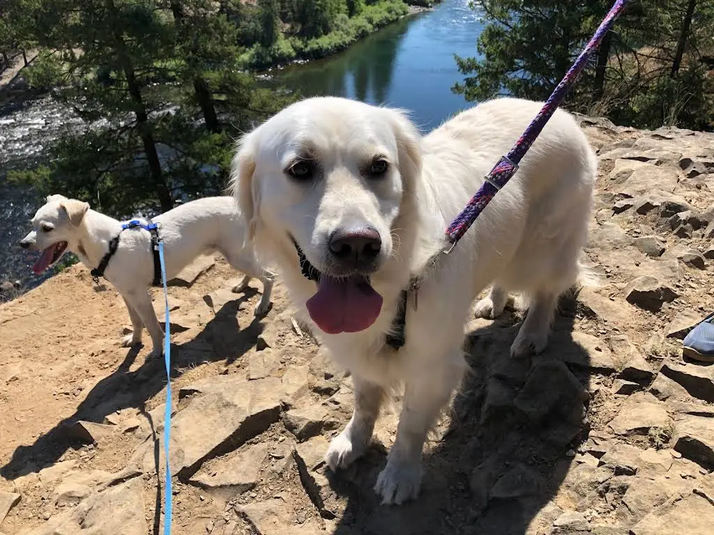 Elevated Pet Dentistry