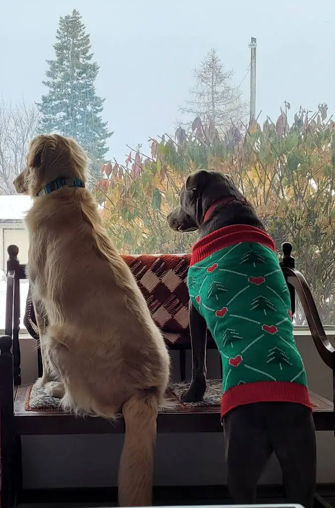 Elevated Pet Dentistry