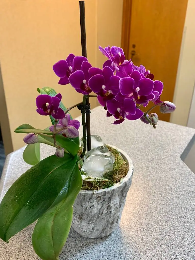 Orchid Periodontics and Dental Implants