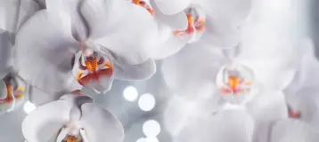 Revive Biomimetic Dentistry