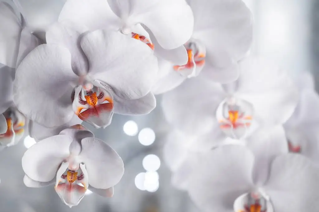 Revive Biomimetic Dentistry