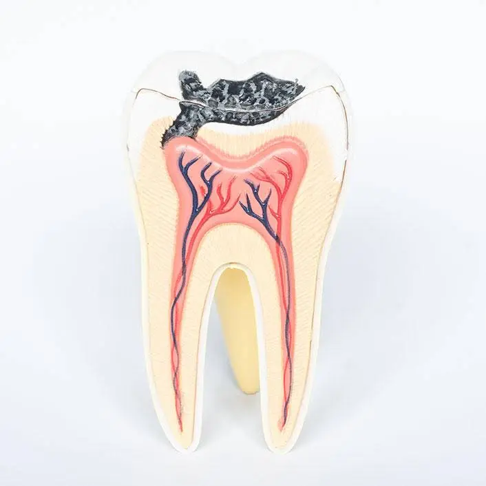 Northwoods Dentistry - Phillips