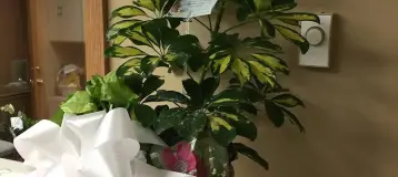 Haslett East Lansing Dental Health & Wellness