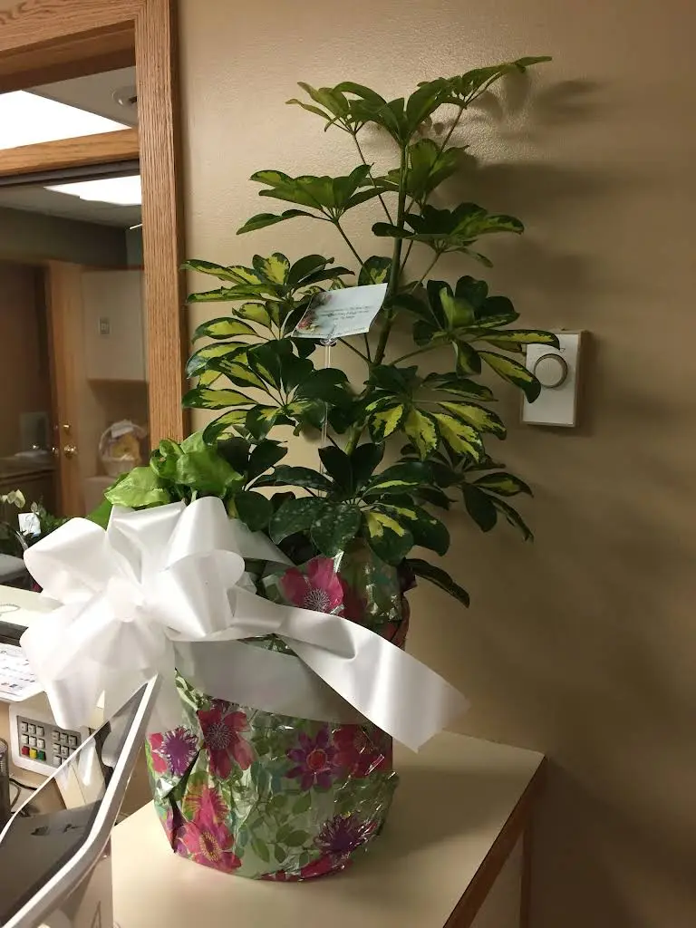 Haslett East Lansing Dental Health & Wellness