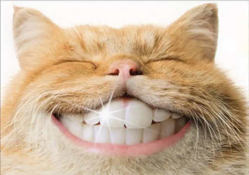 Whiter Family Dentistry of Lake Orion