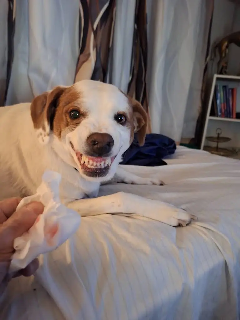 Aspen Dental