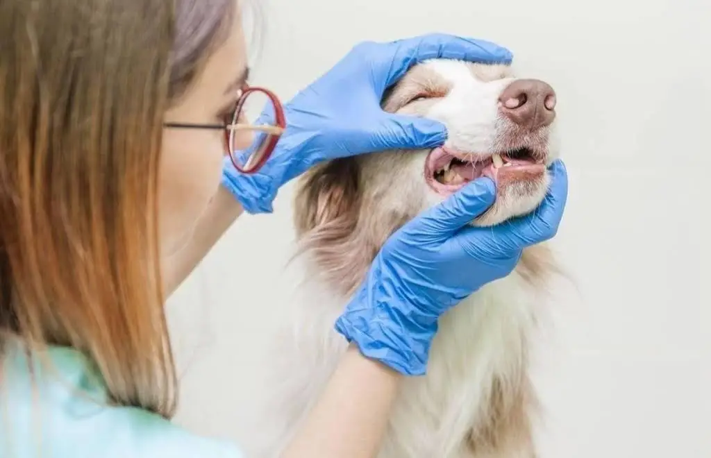 Longo Dentistry