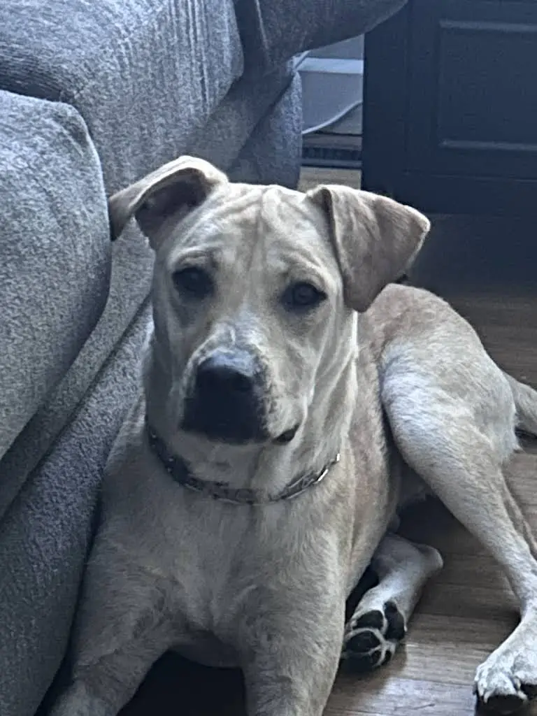 Bluffton Animal Clinic, LLC