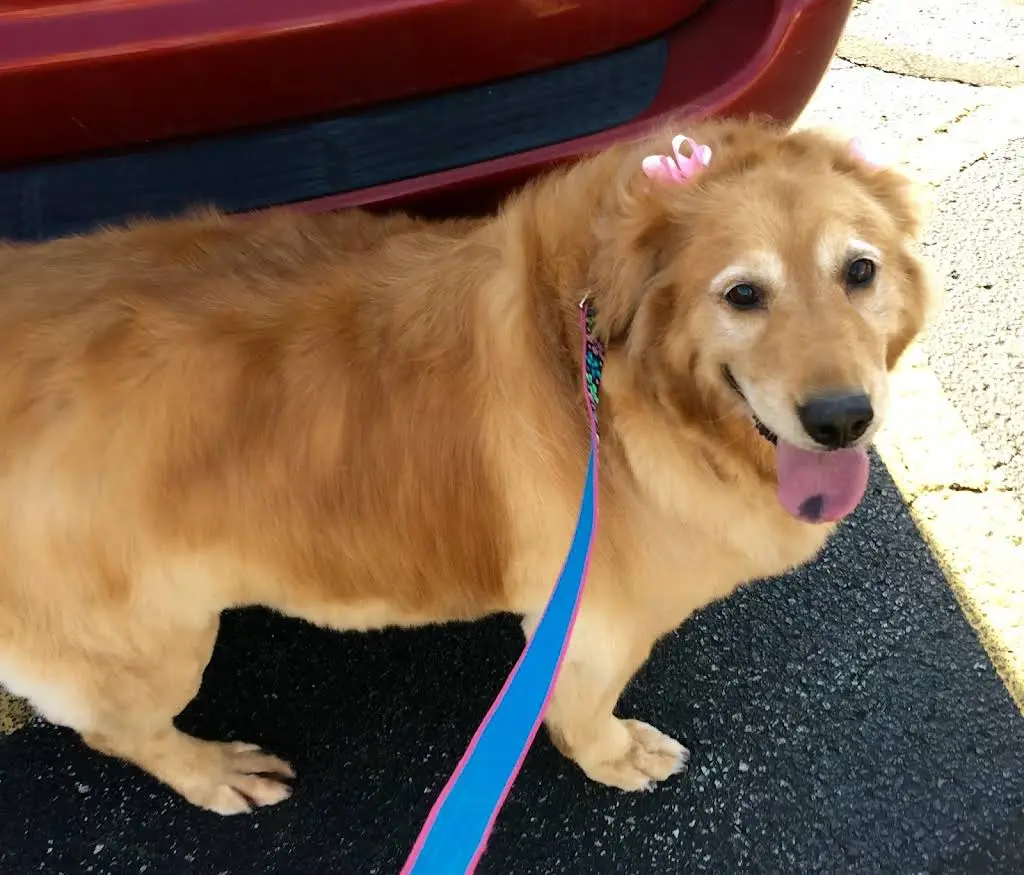 Bluffton Animal Clinic, LLC