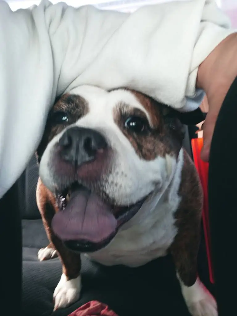 Bluffton Animal Clinic, LLC