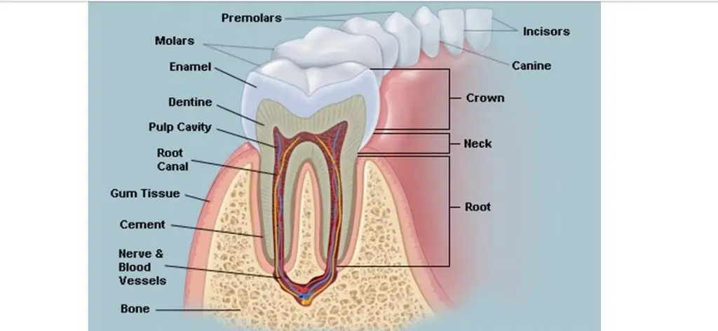 Sidney Dental Associates Inc