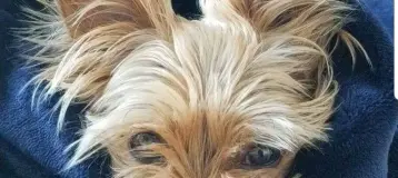 Irish K9 Tooth Fairy
