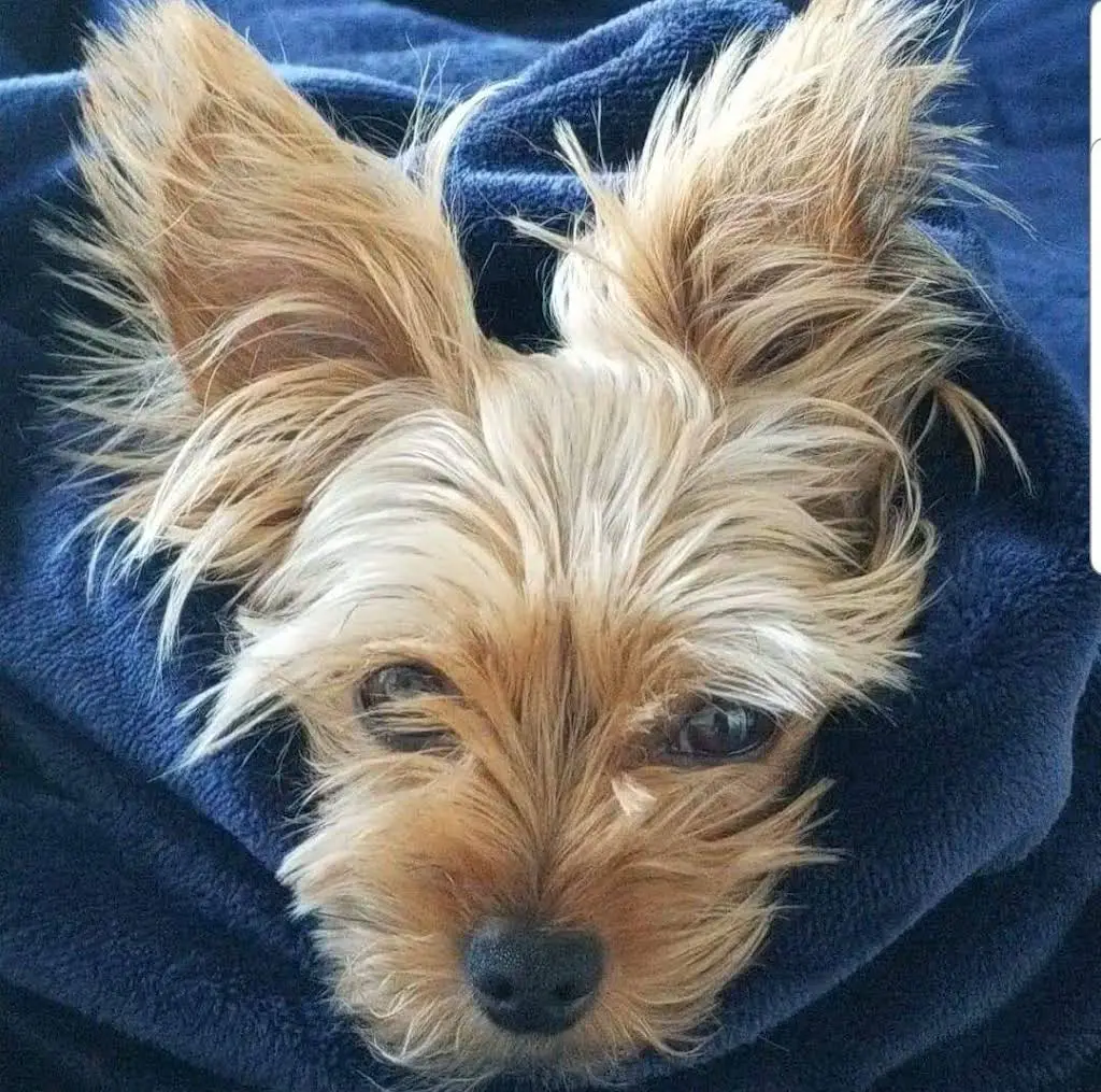 Irish K9 Tooth Fairy