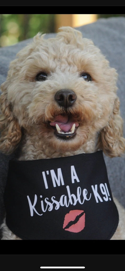 Irish K9 Tooth Fairy