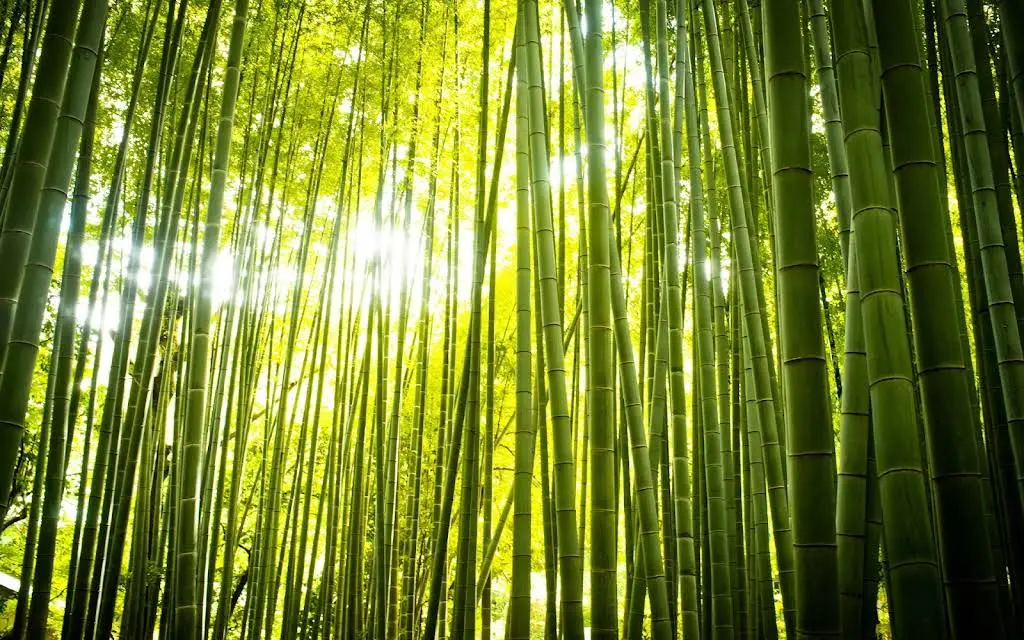 Bamboo Dental