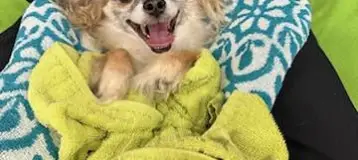 APL Cosmetic Teeth Cleaning & Treats Inc.