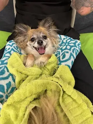 APL Cosmetic Teeth Cleaning & Treats Inc.