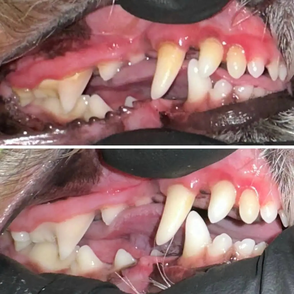 APL Cosmetic Teeth Cleaning & Treats Inc.