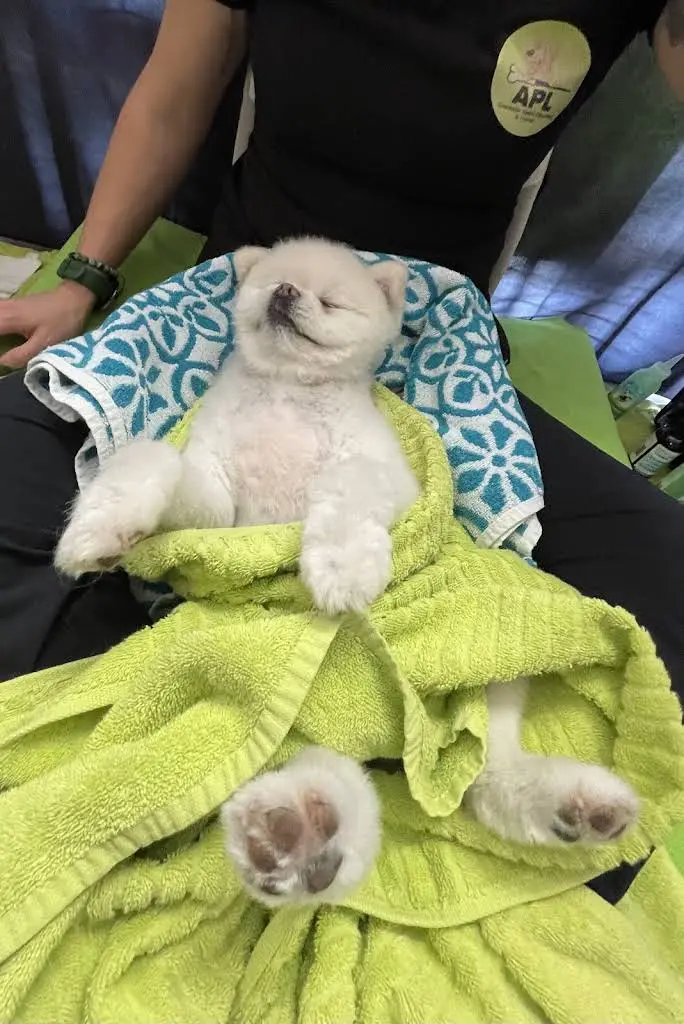 APL Cosmetic Teeth Cleaning & Treats Inc.