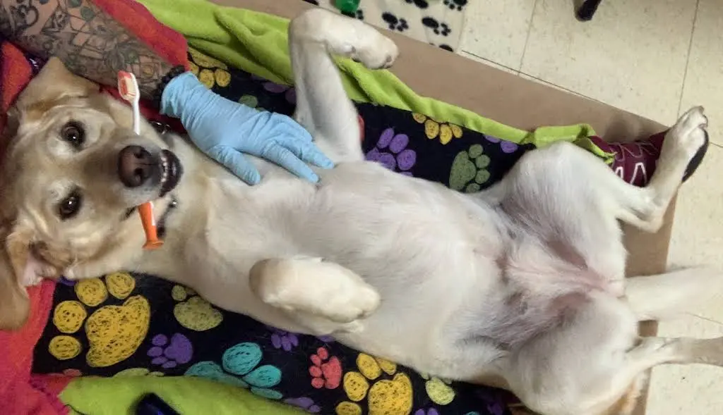 APL Cosmetic Teeth Cleaning & Treats Inc.