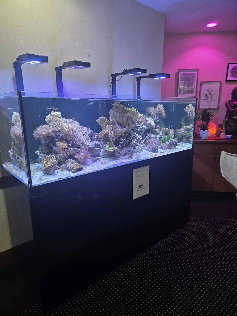 Spa Dental