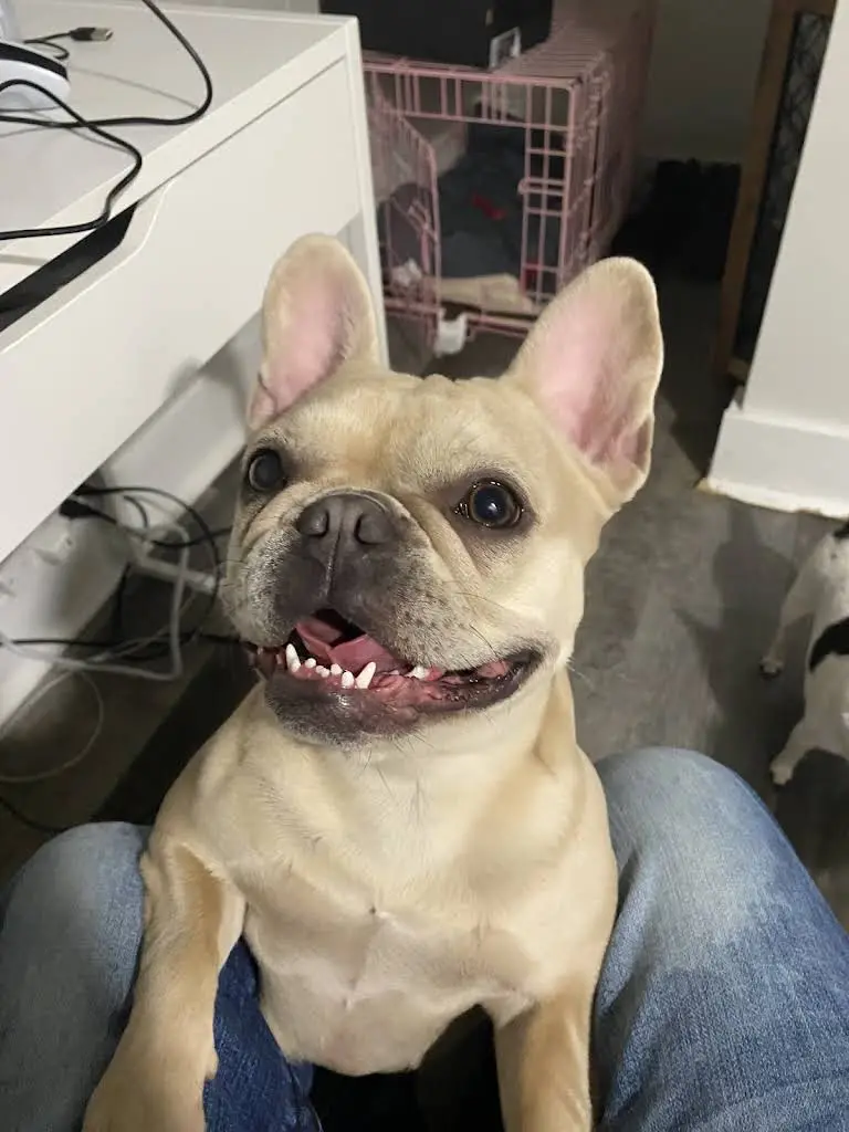Aspen Dental