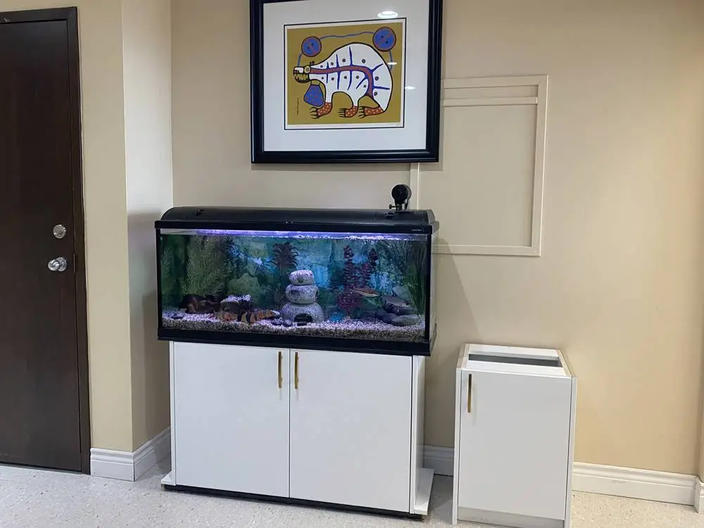 Viva Dental Toronto