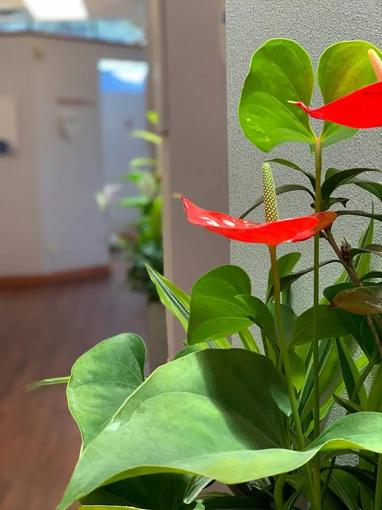 Dentistry at Vitality Health