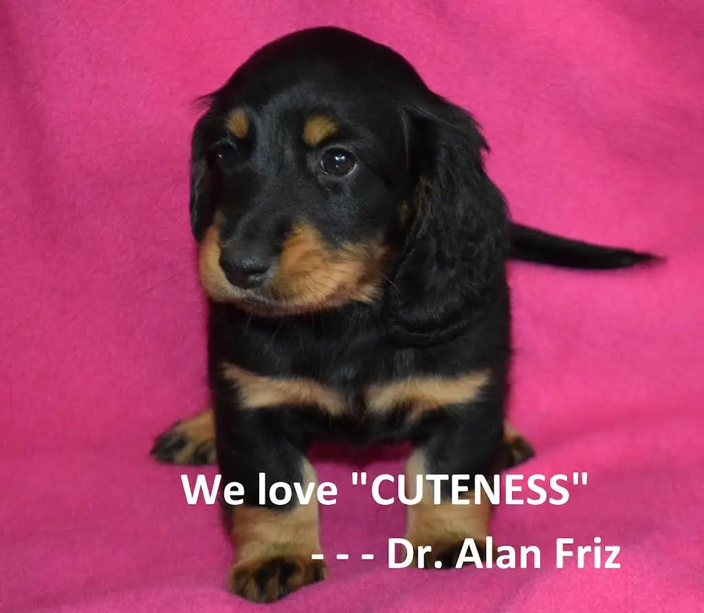 Friz Alan P DDS: Family and Implant Dentistry, LLC