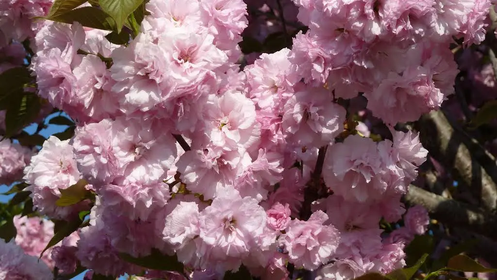 Cherry Blossom Dentistry