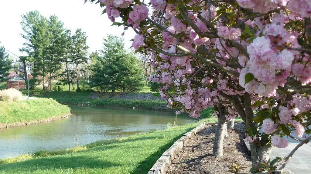 Cherry Blossom Dentistry