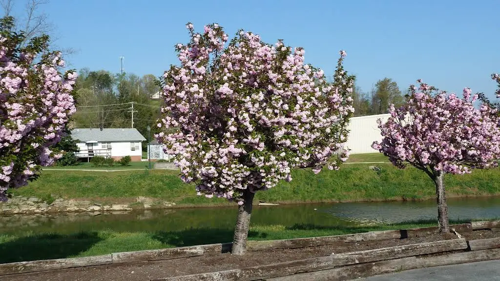 Cherry Blossom Dentistry